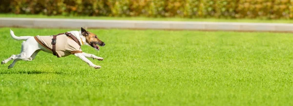 Cane Corre Dietro Una Palla Tennis Gioco — Foto Stock