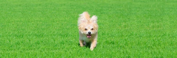 Kleine Hond Liggend Het Gras Het Park Natuur Herfst — Stockfoto