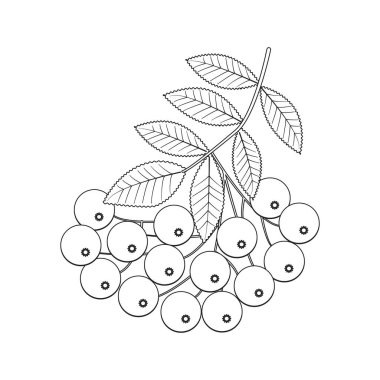Rowanberry şubesi izole vektör çizimi. Yetişkinler için boyama kitapları için harika. Kartpostallar, davetiyeler, tişört baskıları ve duvar resimleri için mükemmel bir tasarım. Vektör illüstrasyonu
