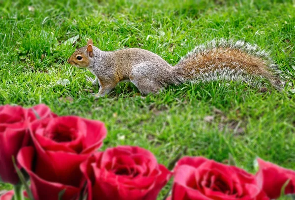 Side View Squirrel Grass — Stock Photo, Image