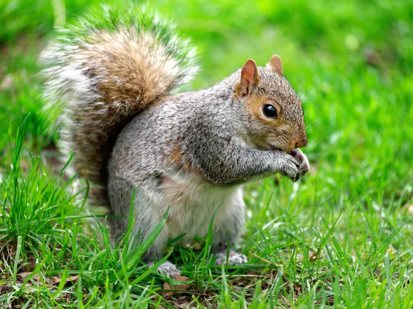 Grey Squirrel Eating Park Portrait — Stock Photo, Image