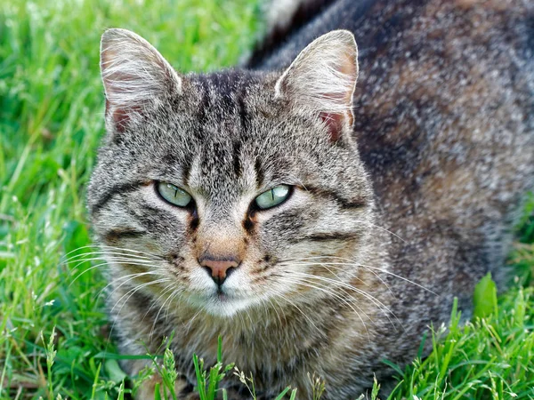 Портрет Сірого Кота Траві — стокове фото