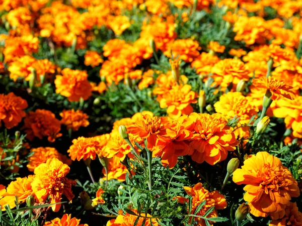 Помаранчеві Квіти Поле Фон — стокове фото