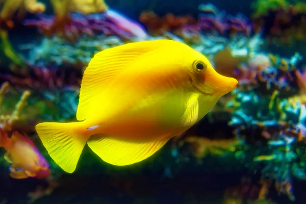 Little cute yellow fish zebrasoma flavescens swimming