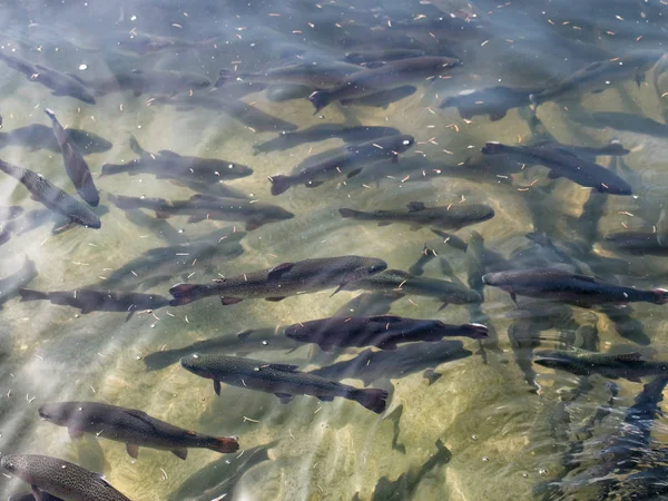 Tank full of farm fish swimming