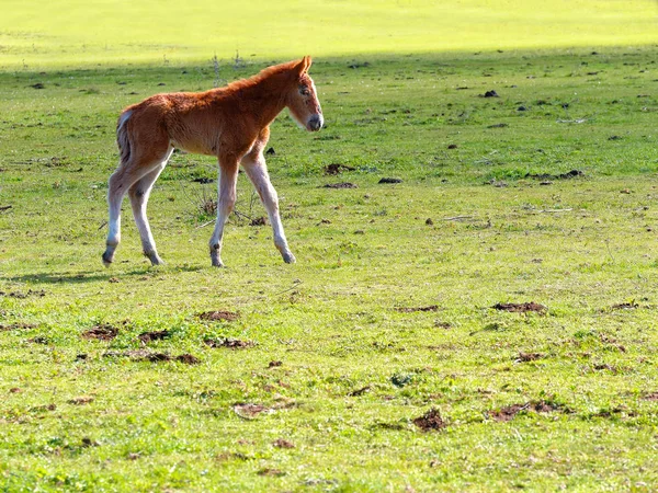 Little Horse Colt Walking Meadow — Stock Photo, Image