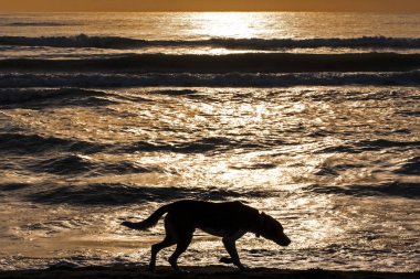 Siluet yalnız köpek gündoğumu veya günbatımı su kenarında yürüyen