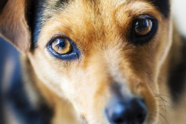 Tatlı küçük köpek portre