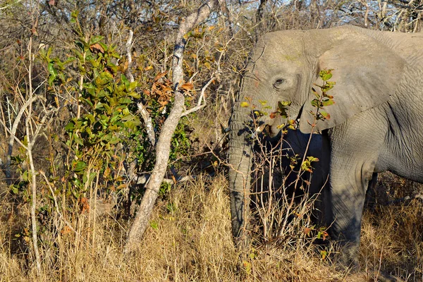 Elefant Frisst Blätter Savanne — Stockfoto