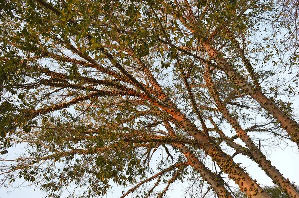 关闭在非洲的赞比西河柚木树 — 图库照片