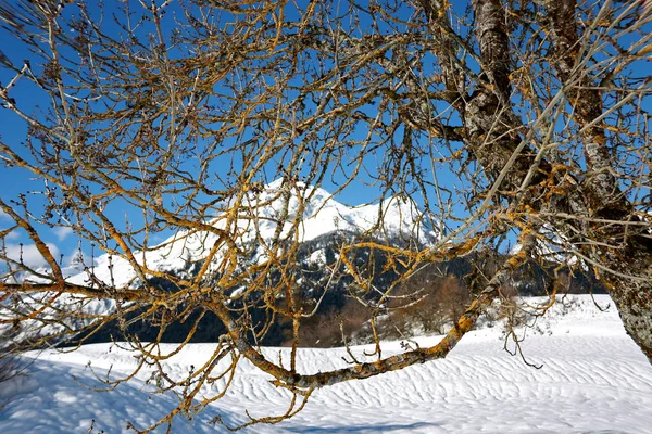 Rami Albero Inverno Primo Piano Paesaggio Invernale Innevato Con Montagna — Foto Stock