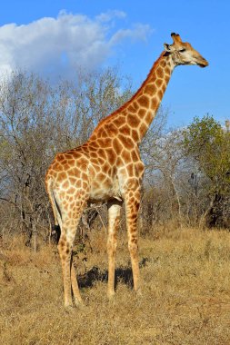 Zürafa Savannah yan görünüm