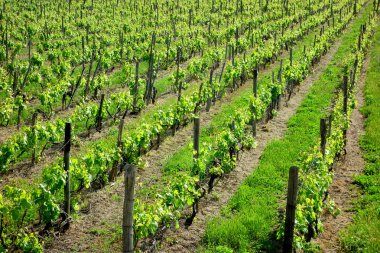 bağ satır güneşli gün