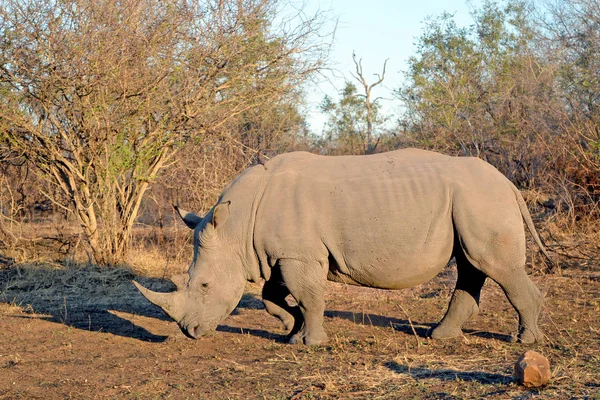 Носоріг Або Rhino Ходити Савана Схід Захід Сонця — стокове фото