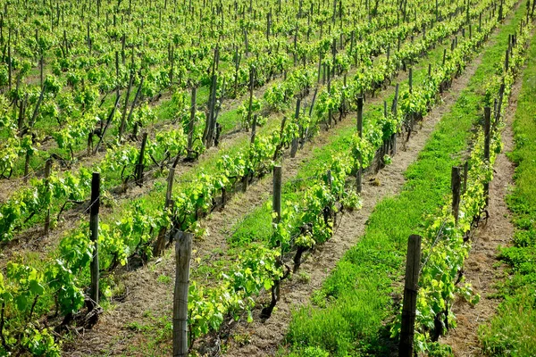 bağ satır güneşli gün