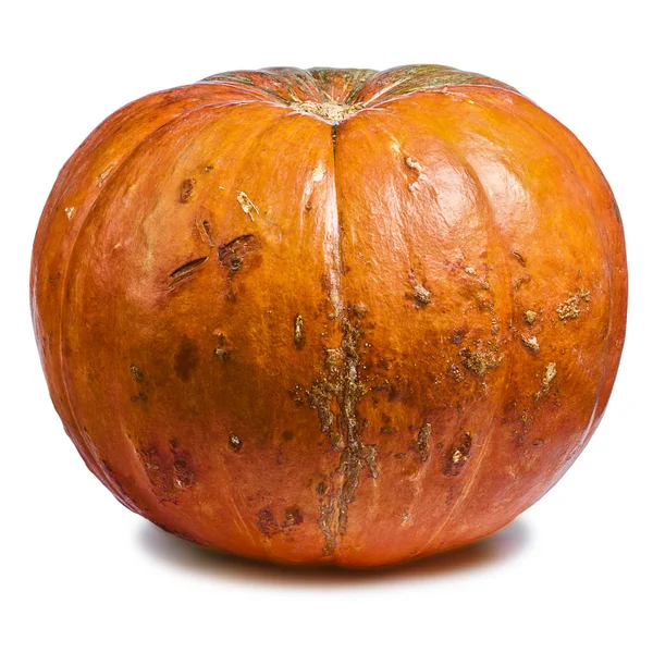 白かぼちゃが丸ごと — ストック写真