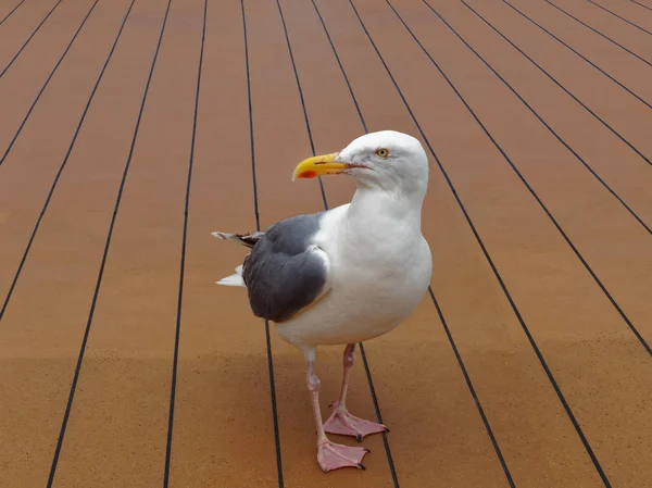Seagull Standing Floor Boat — Stock Photo, Image