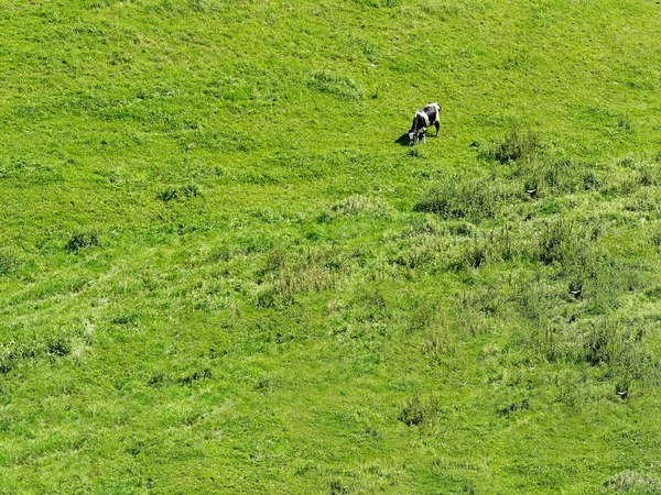 Kuh Frisst Auf Der Weide — Stockfoto