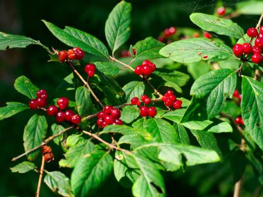 Tatlı kırmızı berry Bush