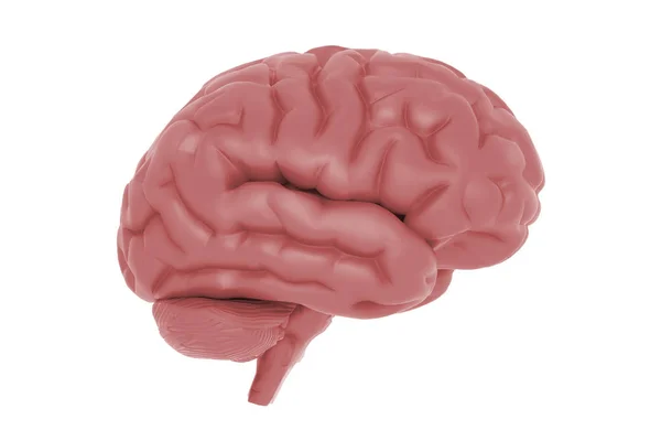Ανθρώπινος Εγκέφαλος Απεικόνιση Που Απομονώνονται Λευκό — Φωτογραφία Αρχείου
