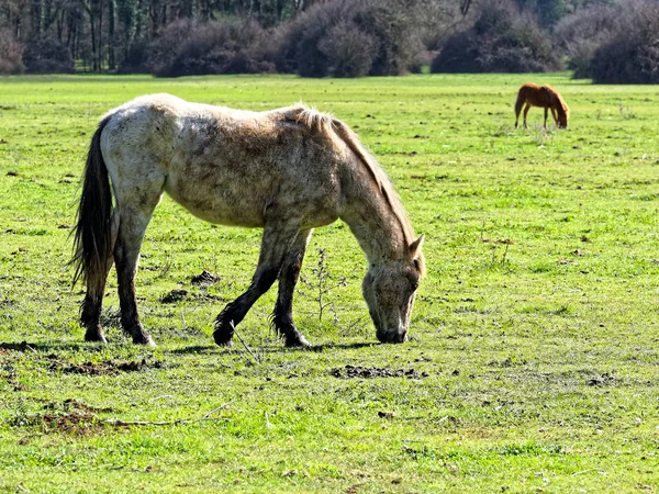 Cheval Mangeant Herbe Dans Prairie — Photo