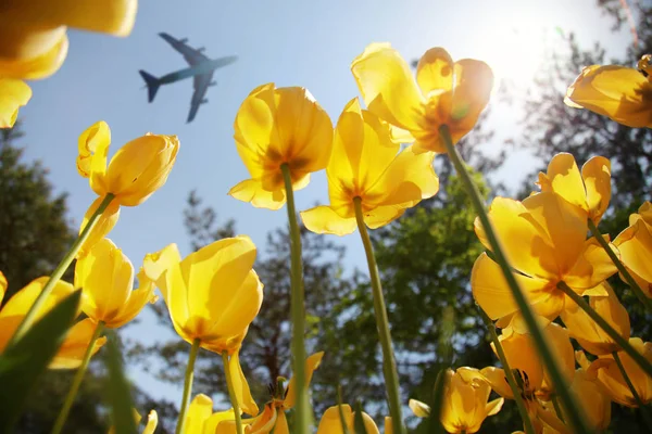 Αεροπλάνο Που Πετούν Πάνω Από Κίτρινο Ανθίζοντας Τουλίπες — Φωτογραφία Αρχείου