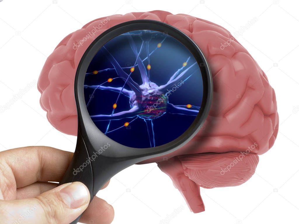 Magnifying glass on human 3d brain neurons activity isolated on white