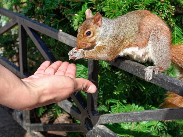 Closeup Human Hand Feeding Squirrel New York City Park — Stock Photo, Image