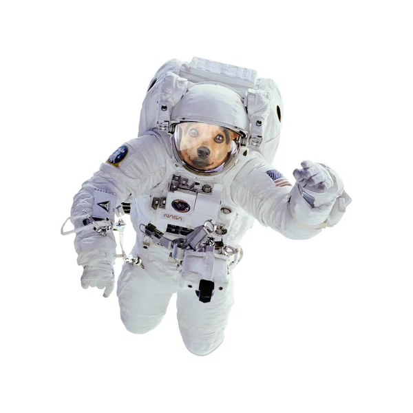 Chien Astronaute Astronaute Isolé Éléments Cette Image Fournis Par Nasa — Photo
