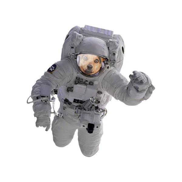 Hund Som Astronaut Eller Spaceman Isolerade — Stockfoto