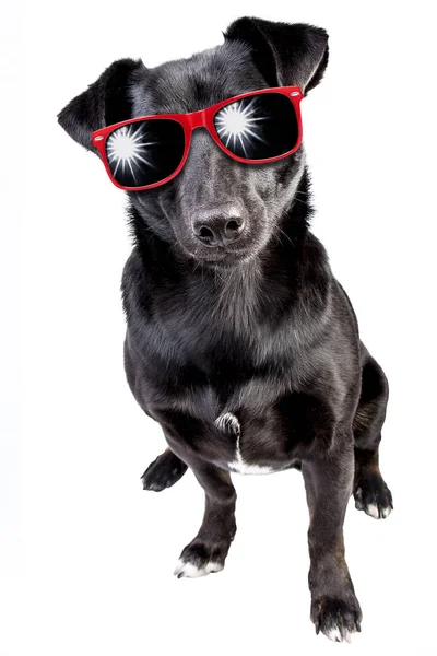 Σκύλος Μικρό Μαύρο Κόκκινο Γυαλιά Ηλίου Απομονωμένες — Φωτογραφία Αρχείου