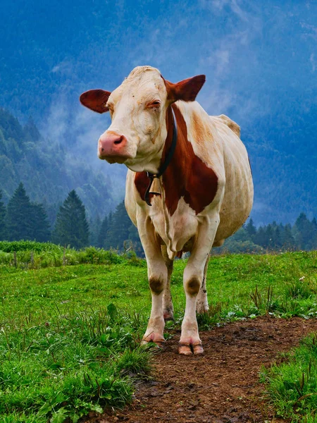 Vaca Una Vista Frontal Campo —  Fotos de Stock