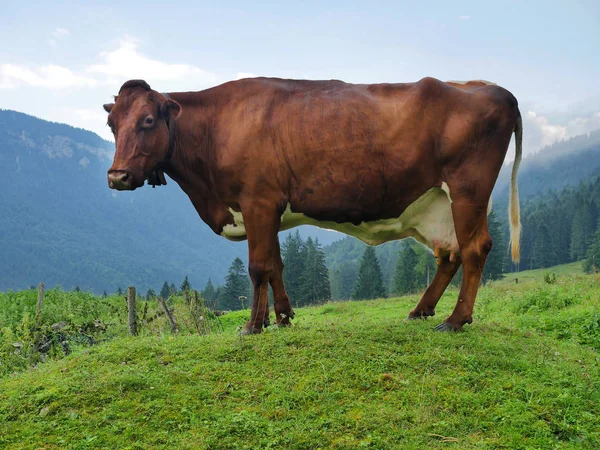 Vaca Marrón Campo Montaña —  Fotos de Stock