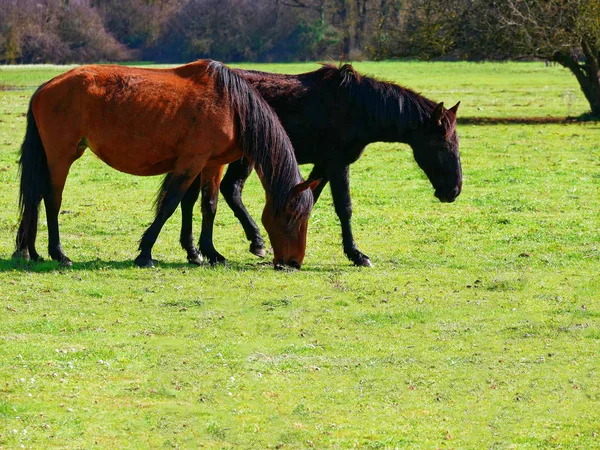 Horses Field Eating Grass — Stock Photo, Image