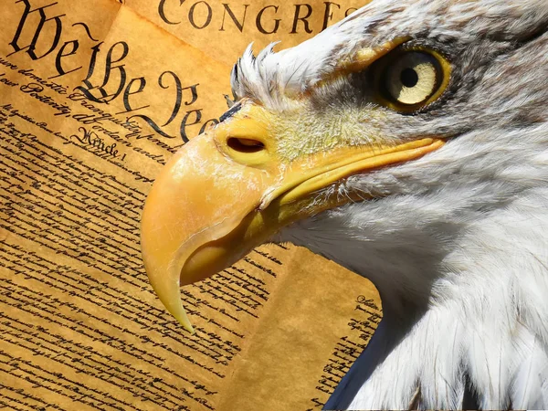 Eagle portrait closeup symbol over american constitution — Stock Photo, Image