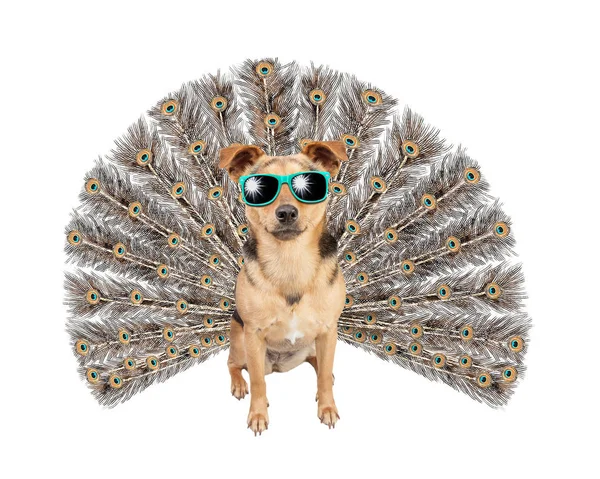 Narcisse Cool Dog avec queue de paon ou de paon portant des lunettes de soleil isolées sur blanc — Photo