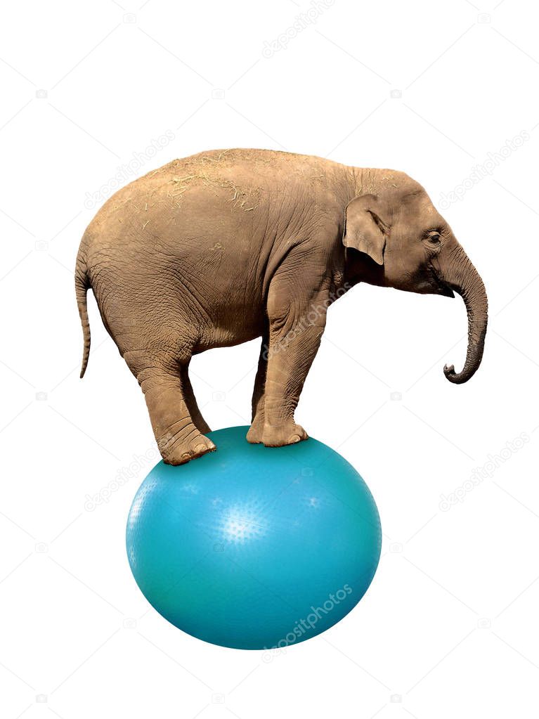 Elephant funambulist balance ball isolated on white