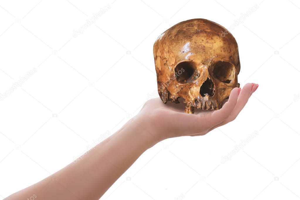 Female hand holding skull isolated on white. Cogitation or contemplation concept