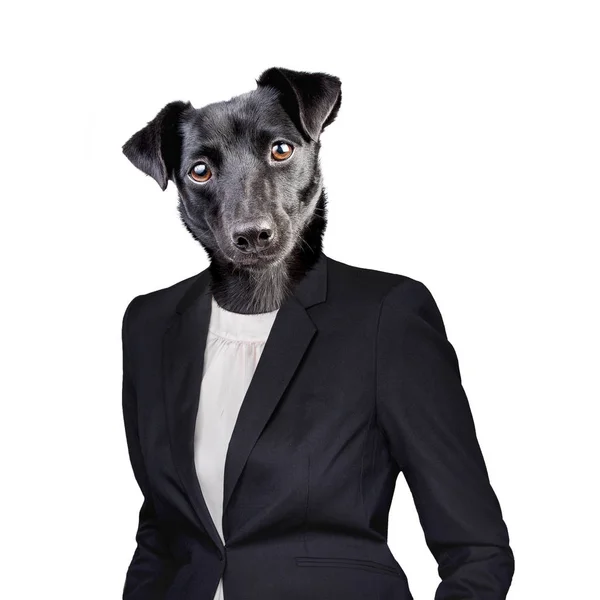 Επικεφαλής της μαύρο σκυλί στο ανθρώπινο κοστούμι που απομονώνονται σε λευκό — Φωτογραφία Αρχείου