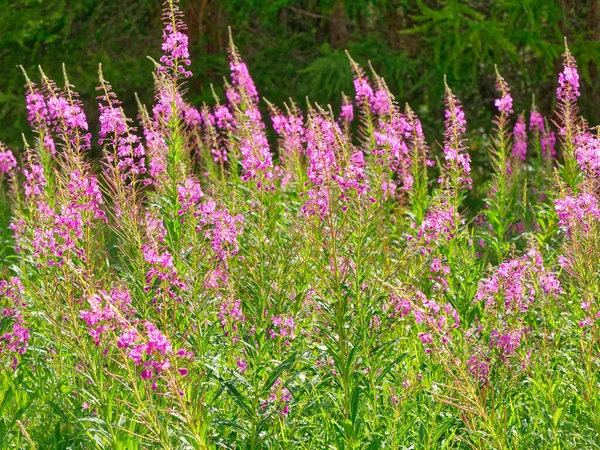 Pink Epilobium Angustifolium Mountain Flowers — Stock Photo, Image