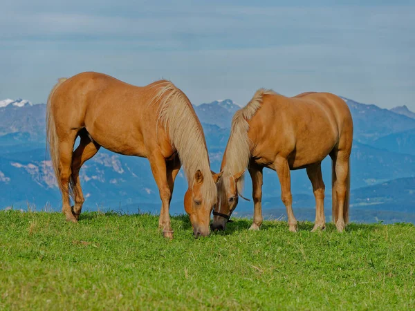 Dos Caballos Pardos Salvajes Comiendo Hierba Prado —  Fotos de Stock