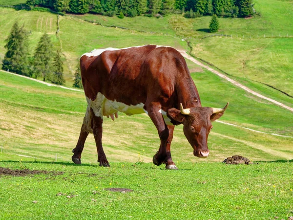 Vaca Comer Hierba Pastoreo Montaña Verano Prado —  Fotos de Stock