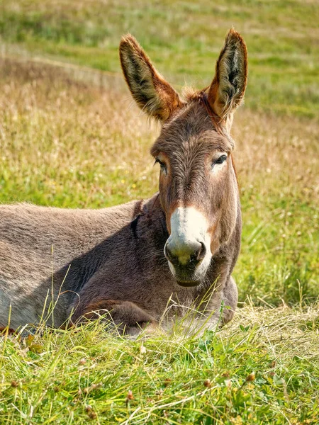 portrait of a donkey laying on the grass ,donkey head front view.