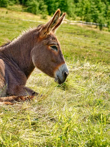 portrait of a donkey laying on the grass ,donkey head side view.