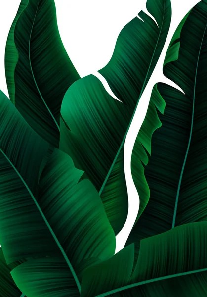 Vector Tropical Banner with Realistic Banana Tree Leaves — Wektor stockowy