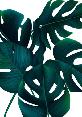 Tropical Banner with Realistic Monstera Leaves. Minimalist Jungle Bg. Exotic Background with Palm Leaves clipart