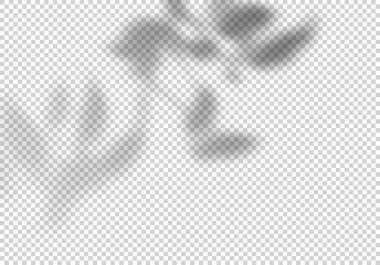 Yaprakların Saydam Vektör Gölgesi. Kolaj ve Mock Up için Dekoratif Tasarım Elemanı. Mockups için Bindirme Etkisi