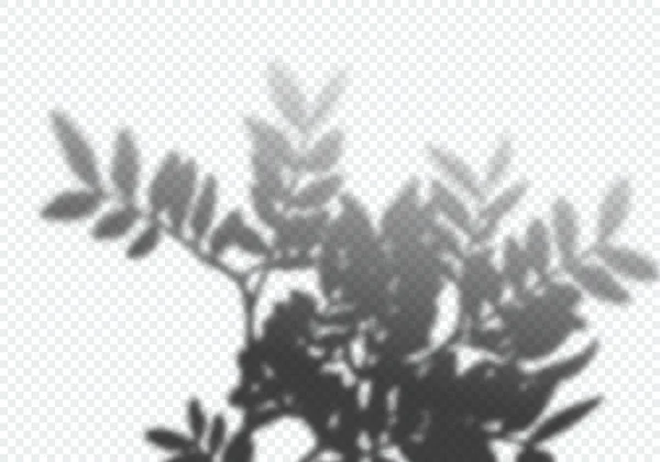 Vector Transparente Sombra de Rowan Branch. Elemento decorativo de diseño para Collage y Mock Up. Efecto de superposición creativa para burlas — Vector de stock