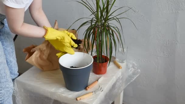 一个女人在家里花盆里种了一棵龙树 园艺概念 — 图库视频影像