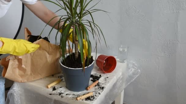 Kvinna Planterade Blom Kruka Drake Träd Hemma Trädgårds Skötsel Koncept — Stockvideo